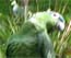 Tikal Mealy Parrot